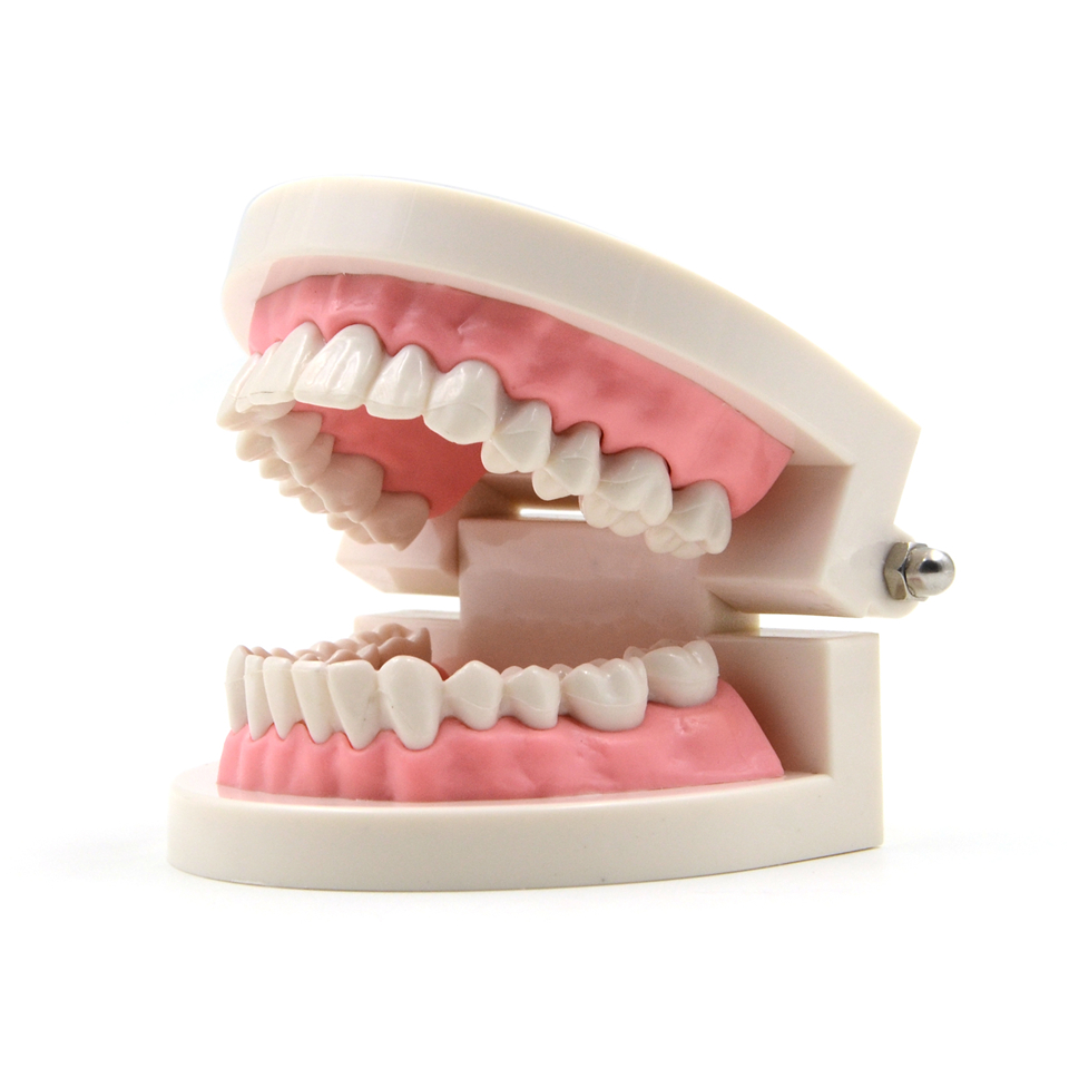 Dental Teeth Model Pink Teach Study Adult Standard Typodont Demonstration