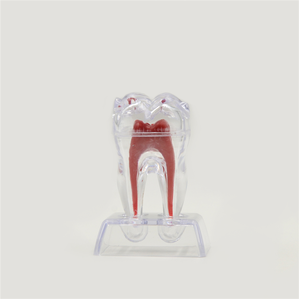 Dental Dentistry Crystal Base Hard Plastic Teeth model Tooth Molar Model